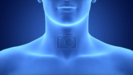 Téléchargez les photos : Anatomie du cou du corps humain sur fond. 3D - en image libre de droit
