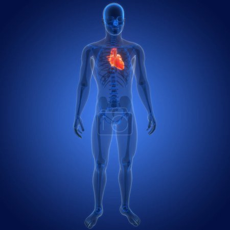 Téléchargez les photos : Organes du corps humain (anatomie cardiaque). 3D - en image libre de droit