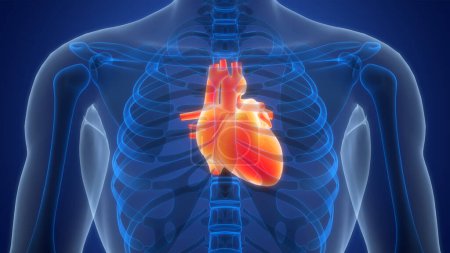 Téléchargez les photos : Illustration 3D des organes du corps humain (Coeur) - en image libre de droit