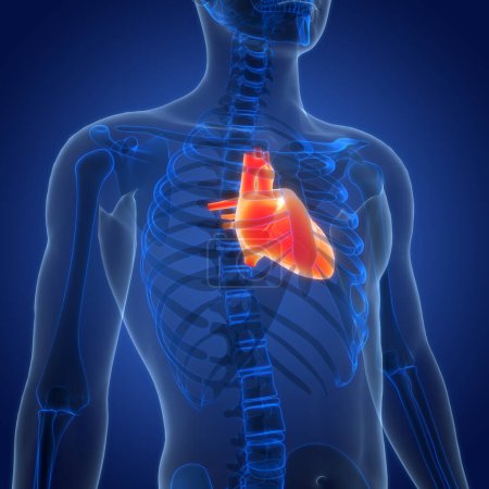 Foto de Órganos del cuerpo humano (anatomía del corazón). 3D - Imagen libre de derechos
