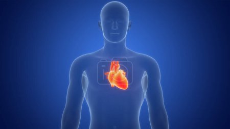 Téléchargez les photos : Anatomie cardiaque humaine. 3D - en image libre de droit
