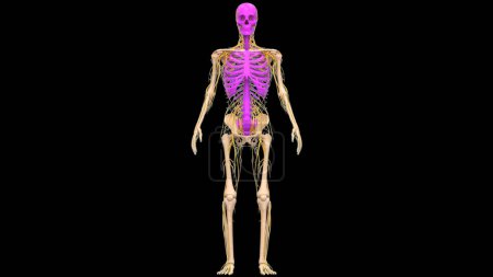 Foto de Sistema esquelético humano huesos articulaciones anatomía. 3D - Imagen libre de derechos