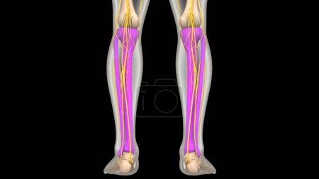 Foto de Sistema esquelético humano Anatomía de las articulaciones de Tibia y Fibula Bones. 3D - Imagen libre de derechos