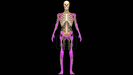 Photo for Human Skeleton System Appendicular Skeleton Bones Joints Anatomy. 3D - Royalty Free Image
