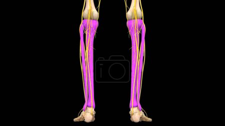 Photo for Human Skeleton System Tibia and Fibula Bones Joints Anatomy. 3D - Royalty Free Image