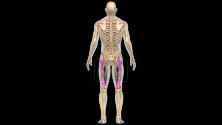 Photo for Human Skeleton System Legs Bones Joints Anatomy. 3D - Illustration - Royalty Free Image