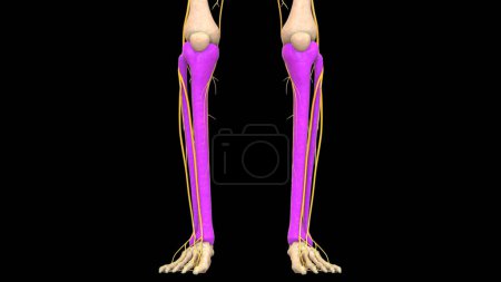 Téléchargez les photos : Système squelettique humain Anatomie des articulations du tibia et de la fibule. 3D - en image libre de droit