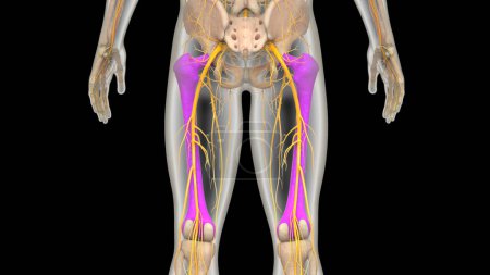 Téléchargez les photos : Système squelettique humain jambes os articulations anatomie. 3D - Illustration - en image libre de droit