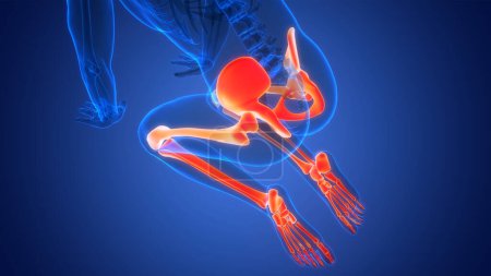 Téléchargez les photos : Système squelettique humain jambes os articulations anatomie. 3D - Illustration - en image libre de droit