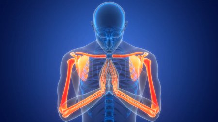 Téléchargez les photos : Système squelettique humain Membres supérieurs Joints osseux Anatomie. 3D - en image libre de droit