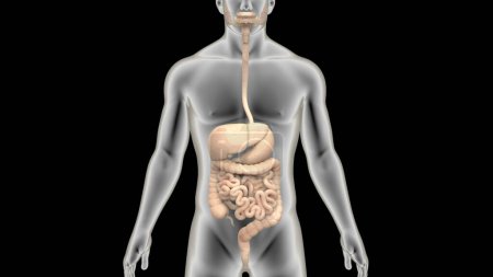 Foto de Ilustración de anatomía del sistema digestivo humano. 3D - Imagen libre de derechos