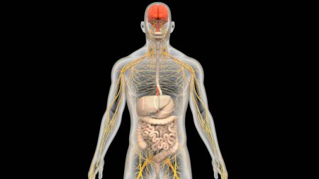 Photo for Central Organ of Human Nervous System Brain Anatomy and Digestive System Anatomy. 3D - Royalty Free Image