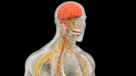 Photo for Human Central Nervous System brain Anatomy. 3D - Royalty Free Image