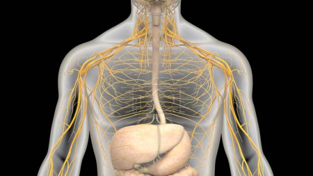 Photo for Human Digestive System Anatomy illustration  . 3D - Royalty Free Image