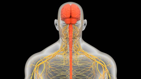 Photo for Human Central Nervous System brain Anatomy. 3D - Royalty Free Image