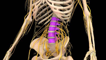 Photo for Spinal Cord Vertebral Column Lumbar Vertebrae of Human Skeleton System Anatomy. 3D - Royalty Free Image