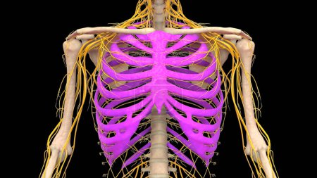 Téléchargez les photos : Système squelettique humain Cage thoracique Joints osseux Anatomie. 3D - en image libre de droit