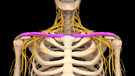 Photo for Human Skeleton System Clavicle Bones Joints Anatomy. 3D - Royalty Free Image