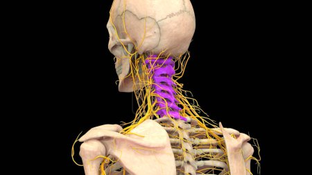 Foto de Anatomía medular (vértebras cervicales). 3D Ilustración - Imagen libre de derechos