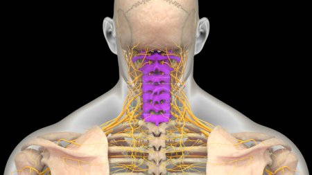 Photo for Spinal cord Anatomy (Cervical vertebrae). 3D - Illustration - Royalty Free Image