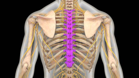 Téléchargez les photos : Colonne vertébrale de la moelle épinière Vertèbres thoraciques de l'anatomie du système squelettique humain. 3D - en image libre de droit