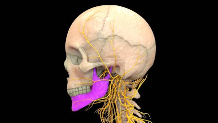 Téléchargez les photos : Système squelettique humain Pièces d'os de crâne Anatomie mandibule. 3D - en image libre de droit