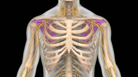Photo for Human Skeleton System Pectoral (Shoulder) Girdle Bones Joints Anatomy. 3D - Royalty Free Image