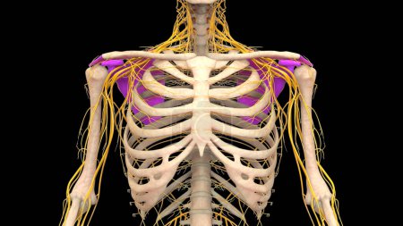 Photo for Human Skeleton System Pectoral (Shoulder) Girdle Bones Joints Anatomy. 3D - Royalty Free Image