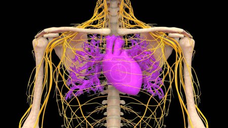 Photo for Human Circulatory System Heart Anatomy Animation Concept. 3D - Royalty Free Image