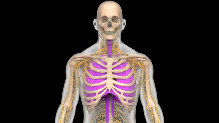 Téléchargez les photos : Anatomie du diaphragme respiratoire humain. 3D - en image libre de droit