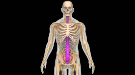 Photo for Spinal Cord Vertebral Column of Human Skeleton System Anatomy. 3D - Royalty Free Image