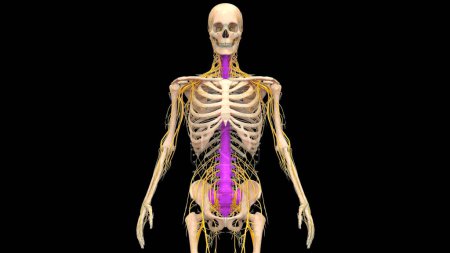 Téléchargez les photos : Colonne vertébrale de la moelle épinière de l'anatomie du squelette humain. 3D - en image libre de droit