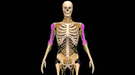 Photo for Human Skeleton System Humerus Bones Joints Anatomy. 3D - Royalty Free Image