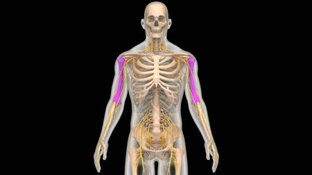 Téléchargez les photos : Système squelettique humain Humerus Os Joints Anatomie. 3D - en image libre de droit