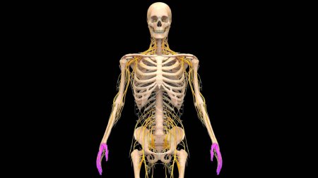 Photo for Human Skeleton System Hands Bones Joints Anatomy. 3D - Royalty Free Image