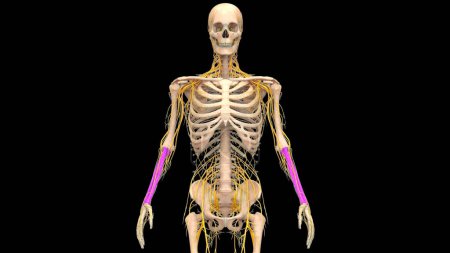 Photo for Human Skeleton System Radius and Ulna Bones Joints Anatomy. 3D - Royalty Free Image