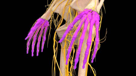 Foto de Sistema esquelético humano manos huesos articulaciones anatomía. 3D - Imagen libre de derechos