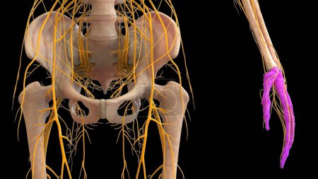 Téléchargez les photos : Système squelettique humain Anatomie des articulations osseuses. 3D - en image libre de droit