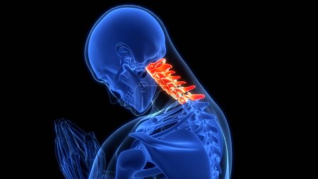 Foto de Columna vertebral Columna vertebral Vértebras cervicales de la anatomía del sistema esquelético humano. 3D - Imagen libre de derechos