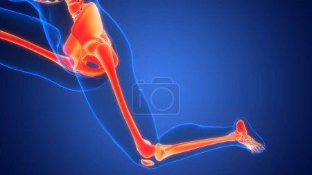 Photo for Human Skeleton System Leg Bone Joints Anatomy. 3D - Royalty Free Image