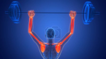 Foto de Sistema esquelético humano Anatomía de las articulaciones óseas de los miembros superiores. 3D - Imagen libre de derechos