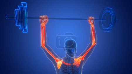 Téléchargez les photos : Système squelettique humain Membres supérieurs Joints osseux Anatomie. 3D - en image libre de droit