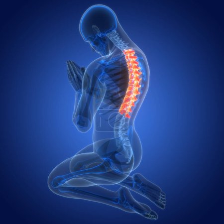 Foto de Columna vertebral de la médula espinal Vértebras torácicas de anatomía del sistema esquelético humano. 3D - Imagen libre de derechos