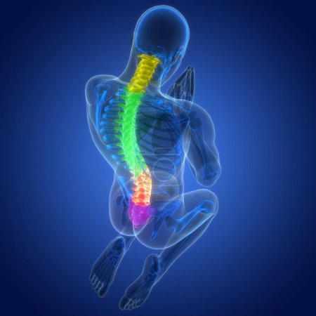 Photo for Spinal Cord Vertebral Column of Human Skeleton System Anatomy. 3D - Royalty Free Image