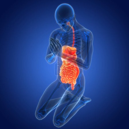 Téléchargez les photos : Illustration de l'anatomie du système digestif humain. 3D - en image libre de droit