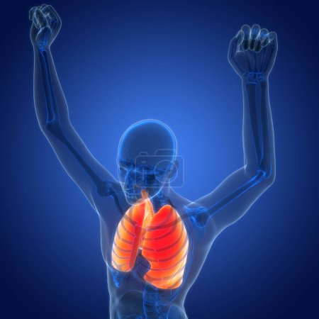 Téléchargez les photos : Anatomie pulmonaire du système respiratoire humain. 3D - en image libre de droit