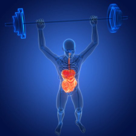 Téléchargez les photos : Illustration de l'anatomie du système digestif humain. 3D - en image libre de droit