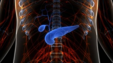 Téléchargez les photos : Organes internes humains Anatomie du pancréas. 3D - en image libre de droit