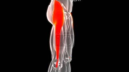 Téléchargez les photos : Système musculaire humain Jambes Muscles Tenseur Fasciae Latae Muscles Anatomie. 3D - en image libre de droit