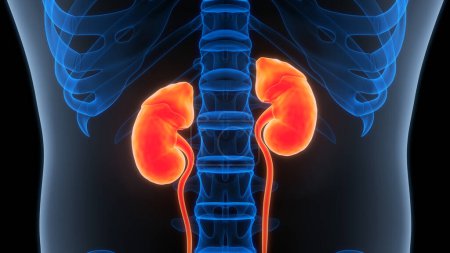 Photo for Human Urinary System Kidneys on background, close up . 3D - Royalty Free Image
